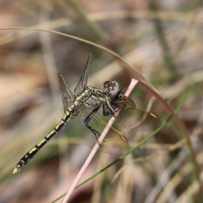 Orthetrum caledonicum (Blue Skimmer) at Cook, ACT - 7 Jan 2023 by Tammy