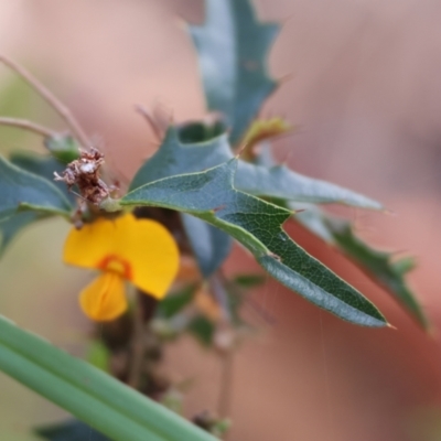 Podolobium ilicifolium (Prickly Shaggy-pea) at Ben Boyd National Park - 1 Jan 2023 by KylieWaldon