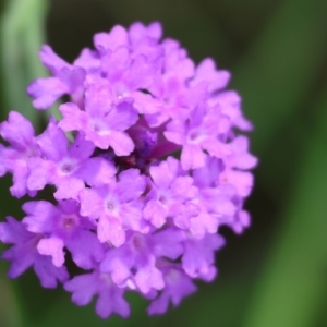 Verbena rigida at Rocky Hall, NSW - 1 Jan 2023 11:07 AM