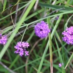 Verbena rigida at Rocky Hall, NSW - 1 Jan 2023 11:07 AM