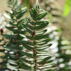 Pellaea falcata (Sickle Fern) at Rocky Hall, NSW - 1 Jan 2023 by KylieWaldon