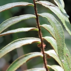 Pellaea falcata at Rocky Hall, NSW - suppressed