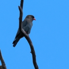 Eurystomus orientalis (Dollarbird) at Rocky Hall Preschool - 1 Jan 2023 by KylieWaldon