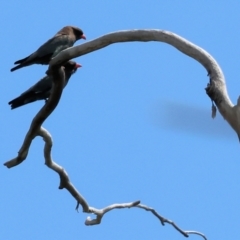 Eurystomus orientalis at Rocky Hall, NSW - 1 Jan 2023