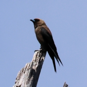 Artamus cyanopterus at New Buildings, NSW - 1 Jan 2023