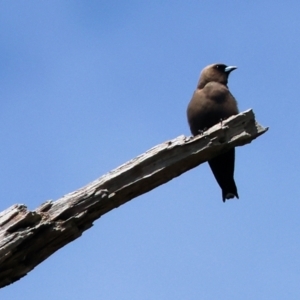 Artamus cyanopterus cyanopterus at New Buildings, NSW - 1 Jan 2023