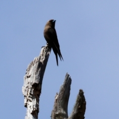 Artamus cyanopterus at New Buildings, NSW - 1 Jan 2023