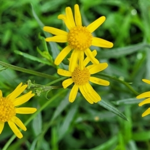 Senecio madagascariensis at Bowral, NSW - 7 Jan 2023