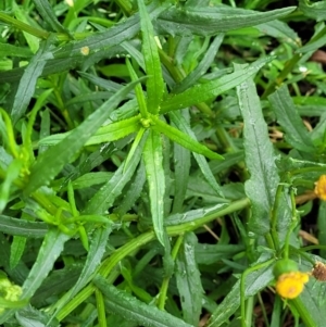 Senecio madagascariensis at Bowral, NSW - 7 Jan 2023