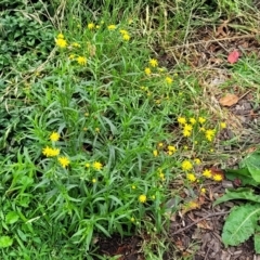 Senecio madagascariensis at Bowral, NSW - 7 Jan 2023