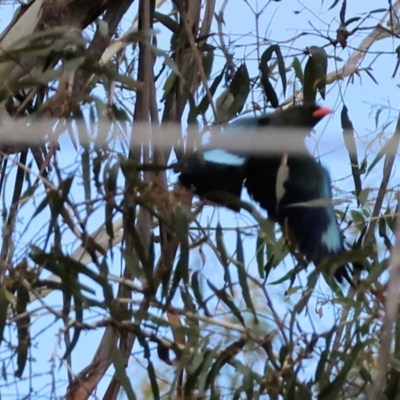 Eurystomus orientalis (Dollarbird) at Burragate, NSW - 31 Dec 2022 by KylieWaldon