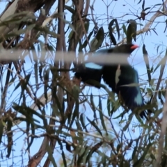 Eurystomus orientalis (Dollarbird) at Burragate, NSW - 31 Dec 2022 by KylieWaldon