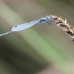 Austrolestes leda (Wandering Ringtail) at Burragate, NSW - 1 Jan 2023 by KylieWaldon