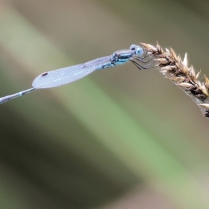 Austrolestes leda at Burragate, NSW - 1 Jan 2023