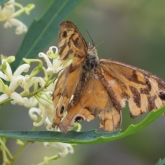 Heteronympha merope (Common Brown Butterfly) at Burragate, NSW - 31 Dec 2022 by KylieWaldon