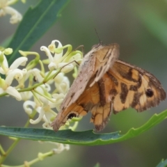 Heteronympha merope at Burragate, NSW - 1 Jan 2023 10:00 AM