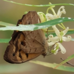 Heteronympha merope at Burragate, NSW - 1 Jan 2023 10:00 AM