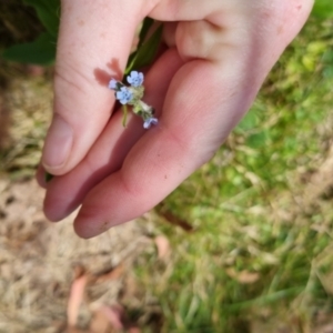 Cynoglossum australe at Bungendore, NSW - 7 Jan 2023 02:02 PM