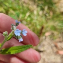 Cynoglossum australe at Bungendore, NSW - 7 Jan 2023