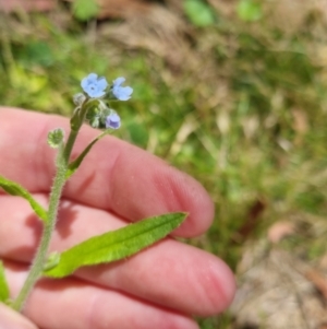 Cynoglossum australe at Bungendore, NSW - 7 Jan 2023