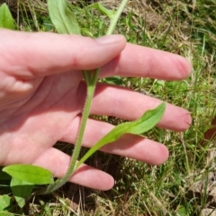 Cynoglossum australe at Bungendore, NSW - 7 Jan 2023 02:02 PM