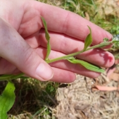 Cynoglossum australe at Bungendore, NSW - 7 Jan 2023 02:02 PM