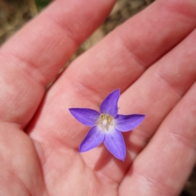 Wahlenbergia stricta subsp. stricta (Tall Bluebell) at Bungendore, NSW - 7 Jan 2023 by clarehoneydove