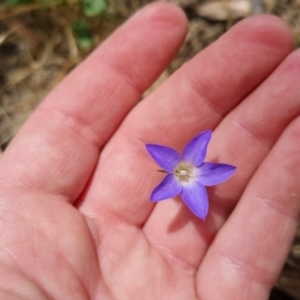 Wahlenbergia stricta subsp. stricta at Bungendore, NSW - 7 Jan 2023 02:01 PM