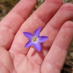 Wahlenbergia stricta subsp. stricta at Bungendore, NSW - 7 Jan 2023