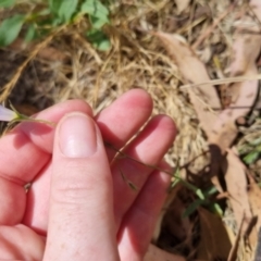 Wahlenbergia stricta subsp. stricta at Bungendore, NSW - 7 Jan 2023