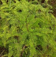 Gleichenia sp. (A Coral Fern) at Wingecarribee Local Government Area - 7 Jan 2023 by Aussiegall