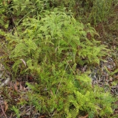 Gleichenia (genus) at Bundanoon, NSW - suppressed