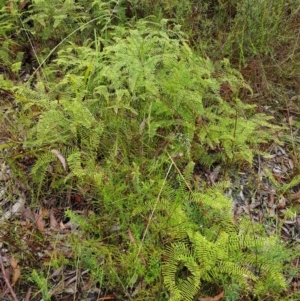 Gleichenia sp. at Bundanoon, NSW - 7 Jan 2023