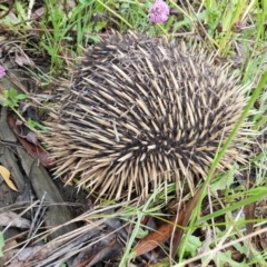 Tachyglossus aculeatus (Short-beaked Echidna) at Penrose - 7 Jan 2023 by Aussiegall