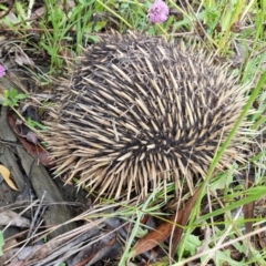 Tachyglossus aculeatus (Short-beaked Echidna) at Wingecarribee Local Government Area - 7 Jan 2023 by Aussiegall