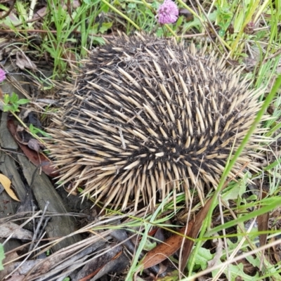 Tachyglossus aculeatus (Short-beaked Echidna) at Wingecarribee Local Government Area - 7 Jan 2023 by Aussiegall