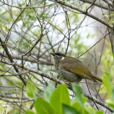 Meliphaga lewinii (Lewin's Honeyeater) at Wingecarribee Local Government Area - 7 Jan 2023 by Aussiegall