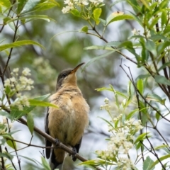 Acanthorhynchus tenuirostris (Eastern Spinebill) at Wingecarribee Local Government Area - 7 Jan 2023 by Aussiegall