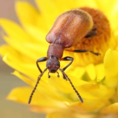Ecnolagria grandis (Honeybrown beetle) at Dryandra St Woodland - 6 Jan 2023 by ConBoekel