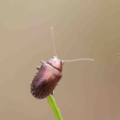 Edusella sp. (genus) (A leaf beetle) at Dryandra St Woodland - 6 Jan 2023 by ConBoekel