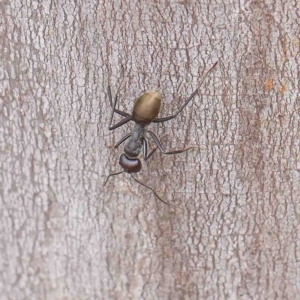Camponotus suffusus at O'Connor, ACT - 6 Jan 2023