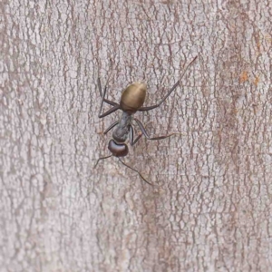 Camponotus suffusus at O'Connor, ACT - 6 Jan 2023 02:28 PM