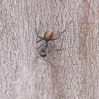 Camponotus suffusus (Golden-tailed sugar ant) at O'Connor, ACT - 6 Jan 2023 by ConBoekel