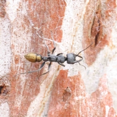 Myrmecia piliventris (Golden tail bull ant) at O'Connor, ACT - 6 Jan 2023 by ConBoekel