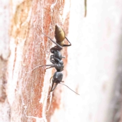 Myrmecia piliventris at O'Connor, ACT - 6 Jan 2023 02:02 PM