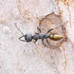 Myrmecia piliventris at O'Connor, ACT - 6 Jan 2023