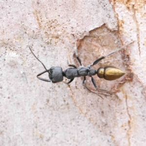 Myrmecia piliventris at O'Connor, ACT - 6 Jan 2023 02:02 PM