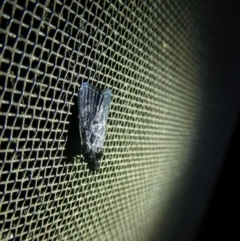 Unidentified Pyralid or Snout Moth (Pyralidae & Crambidae) at Charleys Forest, NSW - 7 Jan 2023 by arjay