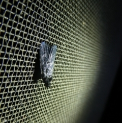 Crambidae sp. (family) at Charleys Forest, NSW - 7 Jan 2023 by arjay