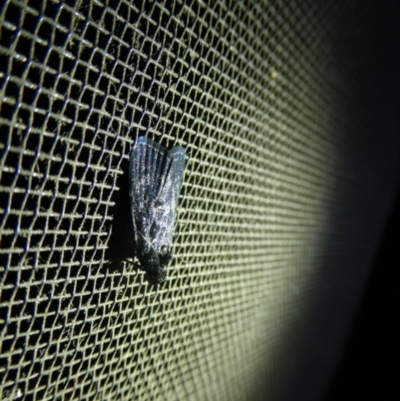 Unidentified Pyralid or Snout Moth (Pyralidae & Crambidae) at Charleys Forest, NSW - 7 Jan 2023 by arjay